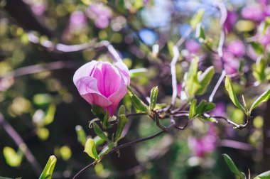 Doğanın arka planında çiçek ağacı