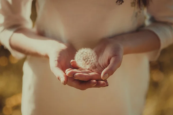 Girl's hands holding a dandelion — Stock Photo, Image