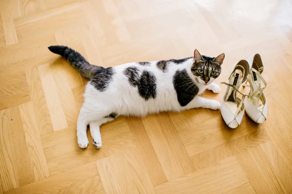 Gato jugando con zapatos —  Fotos de Stock