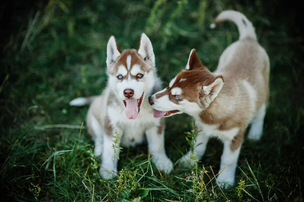 Iki sevimli küçük husky yavruları — Stok fotoğraf