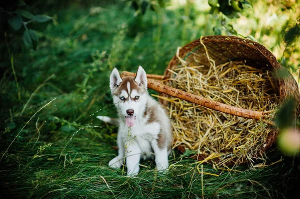 Husky cachorro con cesta — Foto de Stock