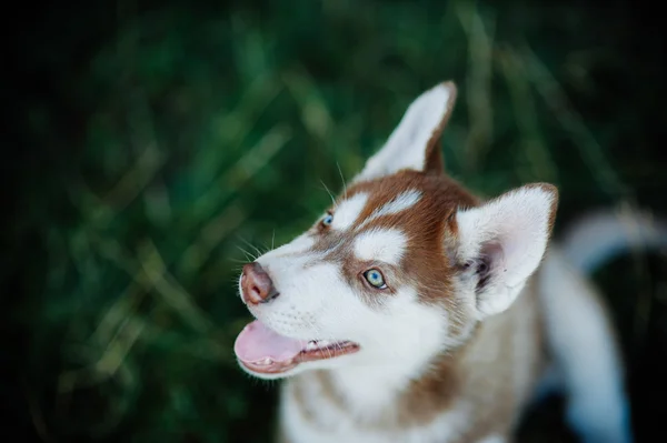 Husky cachorro jugando al aire libre —  Fotos de Stock