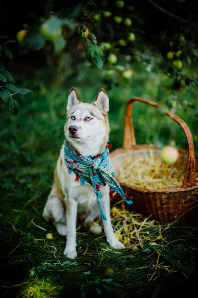 Cachorro husky com cesta — Fotografia de Stock