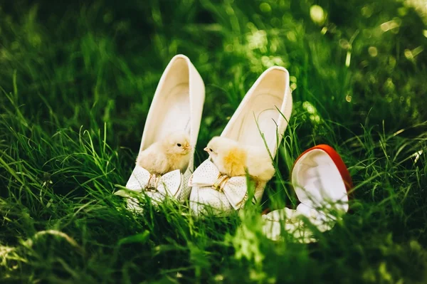 Poulets et chaussures de mariage — Photo