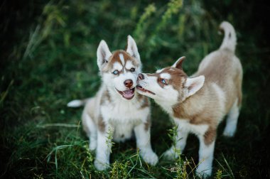 iki sevimli küçük husky yavruları