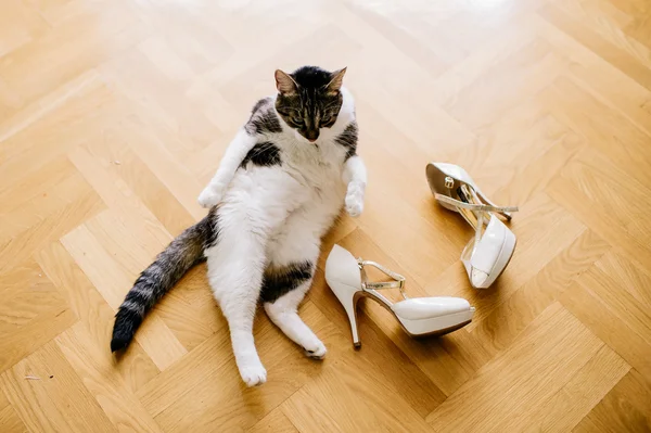 Gato jugando con zapatos —  Fotos de Stock