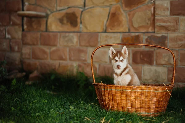 Cagnolino husky con cesto — Foto Stock