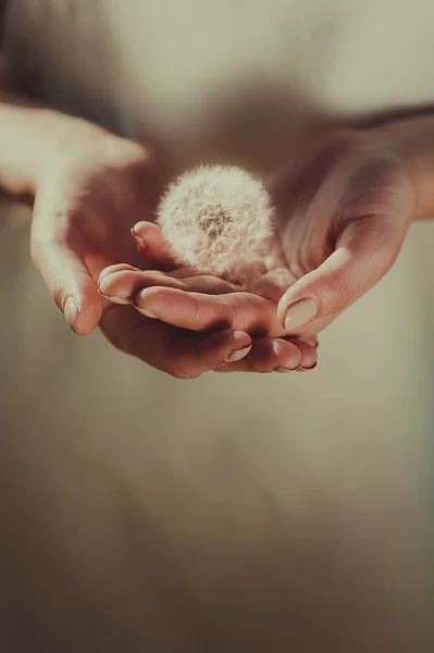 Girl's hands holding a dandelion — Stock Photo, Image