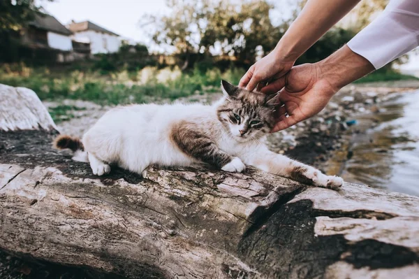 Pareja acariciando un pequeño gatito —  Fotos de Stock