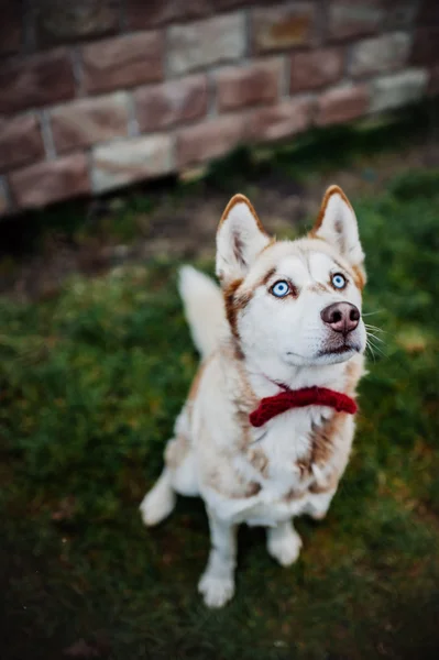 Ett porträtt husky — Stockfoto