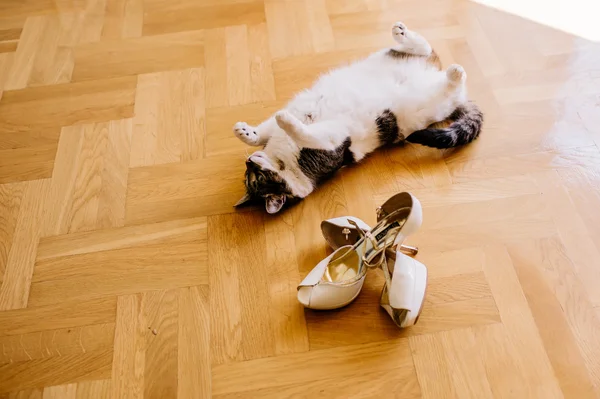 Gato jugando con zapatos —  Fotos de Stock