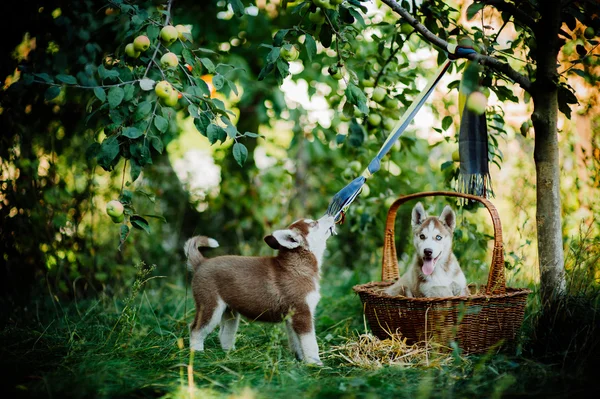 Két Husky kölykök — Stock Fotó