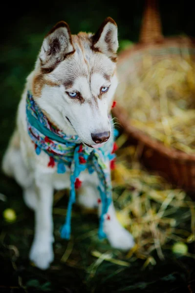 Husky Hund mit blauen Augen — Stockfoto