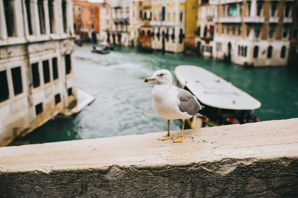 Mouette à Venise, Italie — Photo