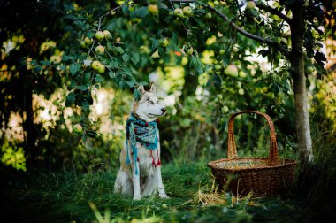 dış yapraklar yeşil zemin üzerine 