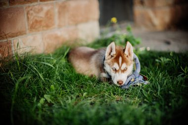çimenlerin üzerinde Husky köpek yavrusu