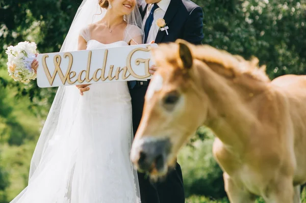 Pareja de boda y potro —  Fotos de Stock