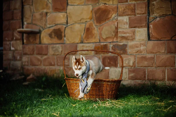 Cachorro husky em uma cesta — Fotografia de Stock