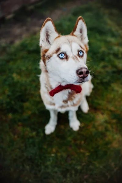 Retrato husky na grama verde — Fotografia de Stock