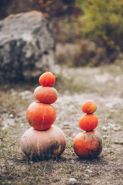 Mr Pumpkin is uitstekend — Stockfoto