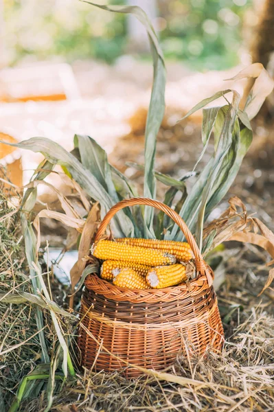 A cob egy kosárban tyúkszem — Stock Fotó