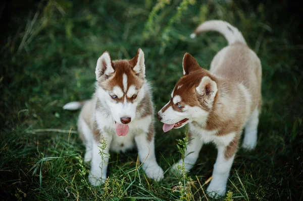 Deux chiens husky — Photo