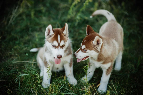 สองสุนัข husky — ภาพถ่ายสต็อก