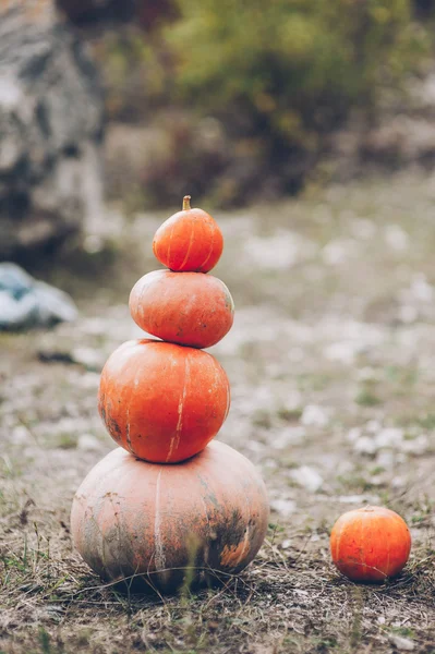 Mr Pumpkin is uitstekend — Stockfoto