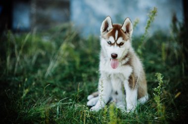 Husky köpek yavrusu
