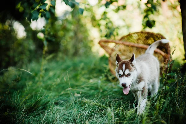 Perro husky cachorro — Foto de Stock