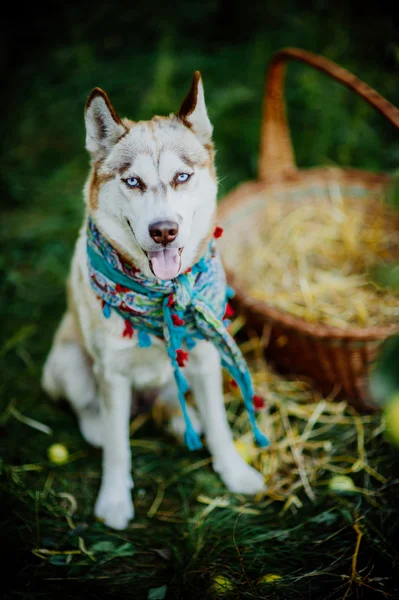 Cane adulto husky — Foto Stock