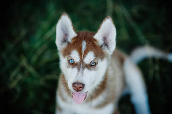 Husky dog puppy — Stock Photo, Image