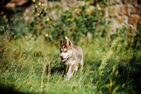 Cachorro cão husky — Fotografia de Stock