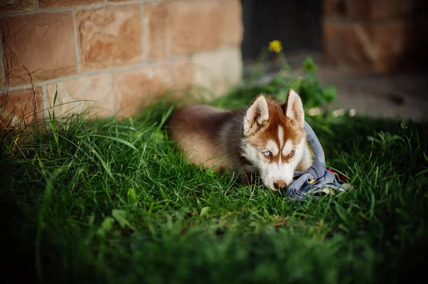 Perro husky cachorro — Foto de Stock