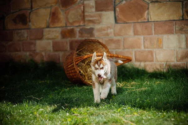 Perro husky cachorro — Foto de Stock