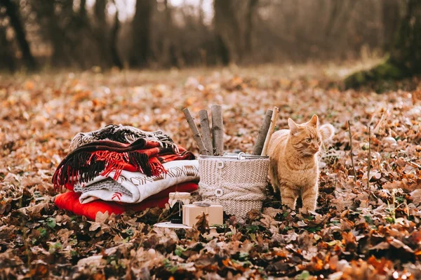 선물 근처 서 있는 고양이 — 스톡 사진