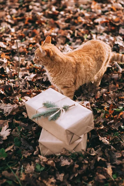 Gato de pie cerca regalos —  Fotos de Stock