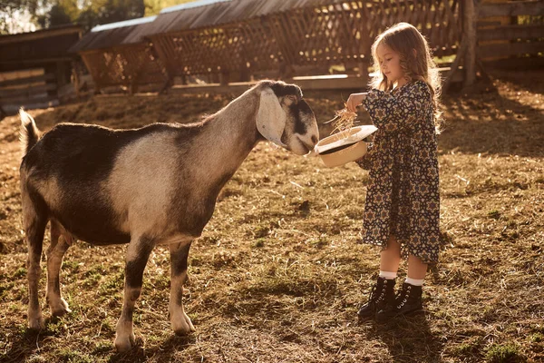 Una Bambina Gode Essere Una Fattoria Con Animali — Foto Stock