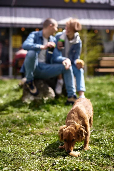 young couple with dog having fast food lunch