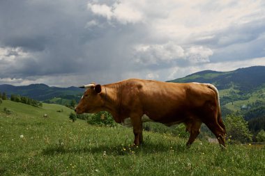 İnekler yazın güneşli bir günde dağların yükseklerindeki yeşil bir çayırda otlarlar..