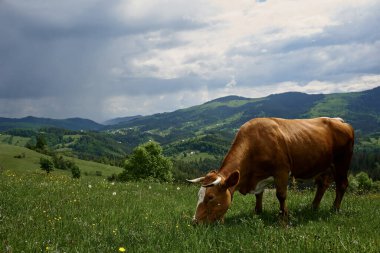 İnekler yazın güneşli bir günde dağların yükseklerindeki yeşil bir çayırda otlarlar..