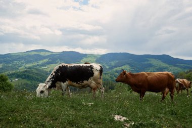 İnekler yazın güneşli bir günde dağların yükseklerindeki yeşil bir çayırda otlarlar..