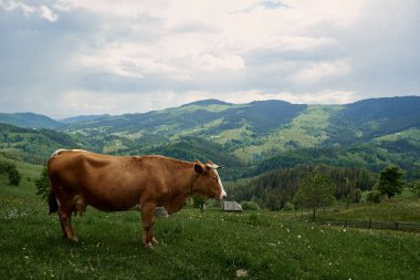 İnekler yazın güneşli bir günde dağların yükseklerindeki yeşil bir çayırda otlarlar..