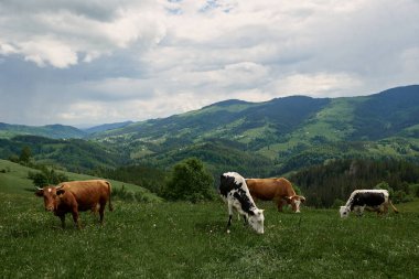 İnekler yazın güneşli bir günde dağların yükseklerindeki yeşil bir çayırda otlarlar..