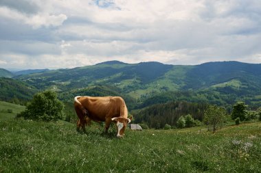 İnekler yazın güneşli bir günde dağların yükseklerindeki yeşil bir çayırda otlarlar..