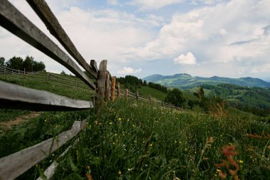Yaz yeşili çimlerde ne bir insan ne de bir hayvan var..