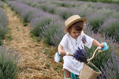 Kız bisiklete biniyor ve lavanta tarlasında geziyor..