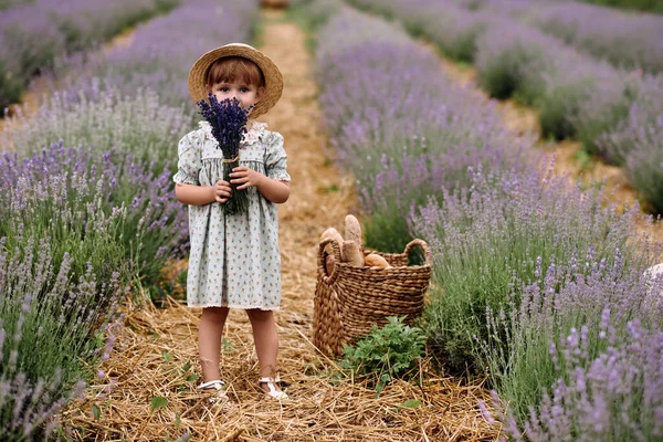 Menina Caminha Coletando Flores Campo Lavanda — Fotografia de Stock