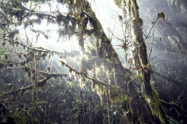 Machu Picchu dağ orman yolu