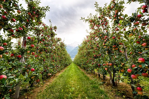Czerwone jabłko ogród we Włoszech Zdjęcia Stockowe bez tantiem